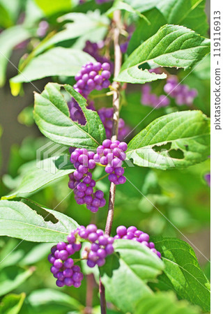 紫紫色果實(秋季、九月) 紫紫色果實(秋季、九月) 119116913