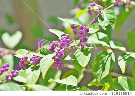 紫紫色果實（秋季、九月） 119116914