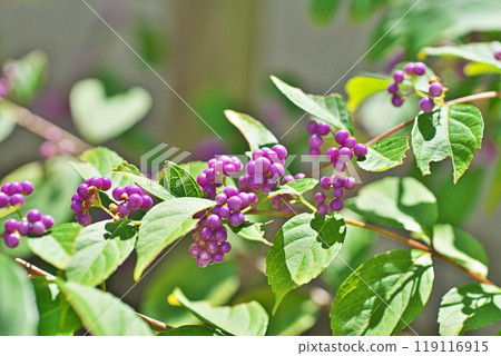 紫紫色果實(秋季、九月) 紫紫色果實(秋季、九月) 119116915