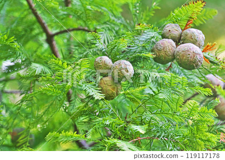 樂商果（秋、九月） 119117178