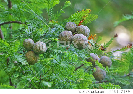 樂商果（秋、九月） 119117179