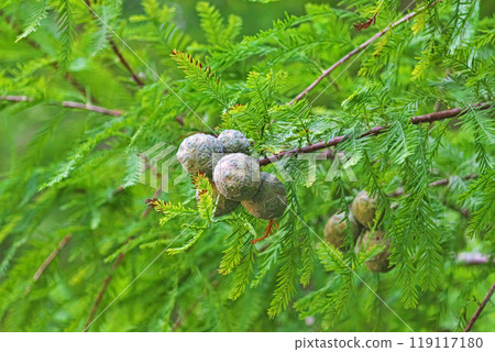 樂商果（秋、九月） 119117180