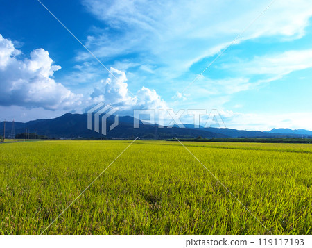 平原的果實 119117193