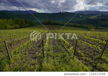 Even rows of vineyards surrounded by forested hills 119117249