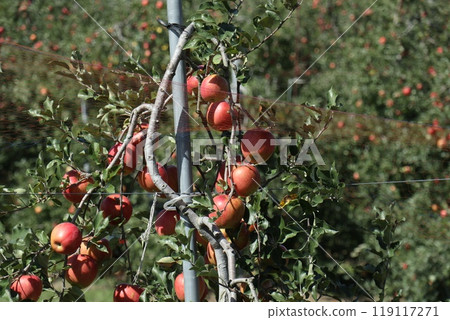 Apples grown by apple farmers Apples grown by apple farmers 119117271