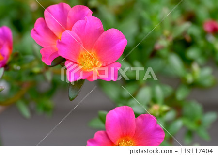 Portulaca Portulaca 119117404