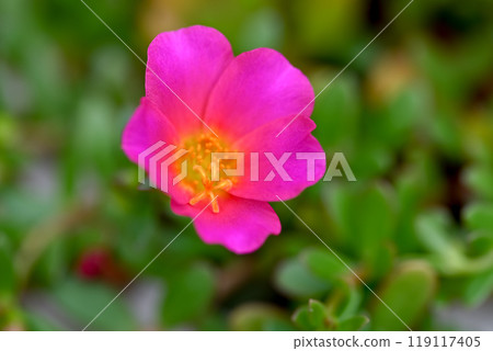 Portulaca Portulaca 119117405