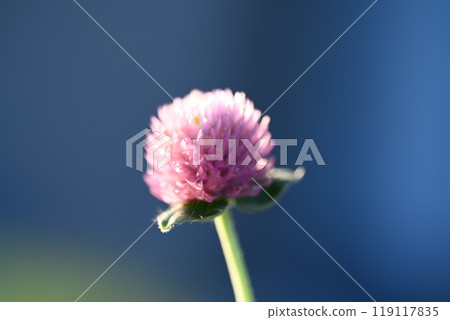 Zinnia flowers blooming in the garden Zinnia flowers blooming in the garden 119117835
