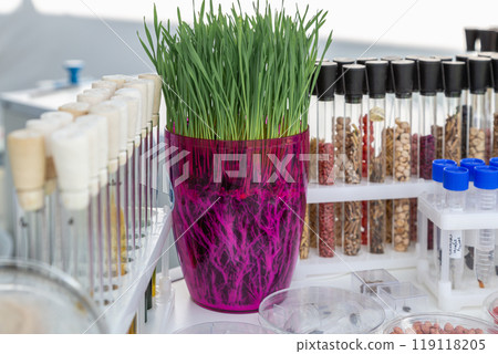 wheat sprouts sprouted in a transparent jar in soil, roots visible wheat sprouts sprouted in a transparent jar in soil, roots visible 119118205