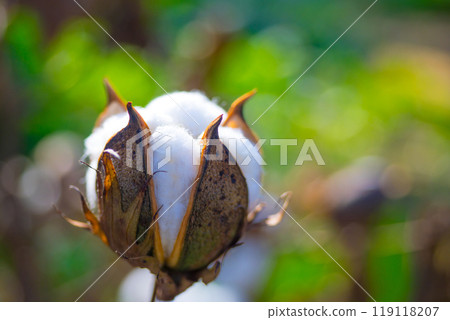 Cotton seed 119118207