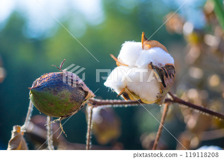 Cotton seed 119118208