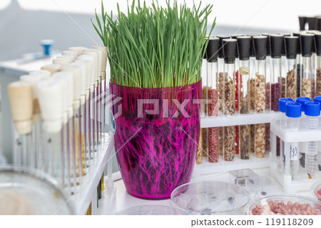 wheat sprouts sprouted in a transparent jar in soil, roots visible 119118209