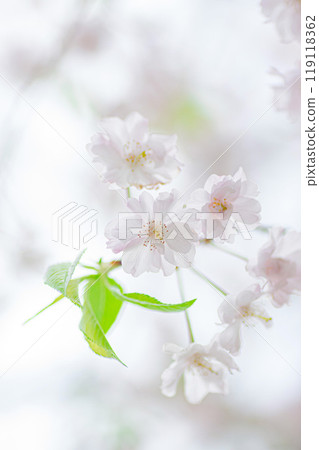 White weeping cherry blossoms blooming in spring White weeping cherry blossoms blooming in spring 119118362