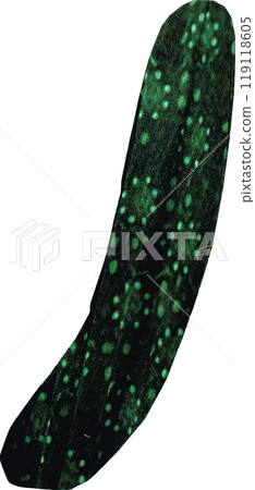 手繪可愛黃瓜 119118605