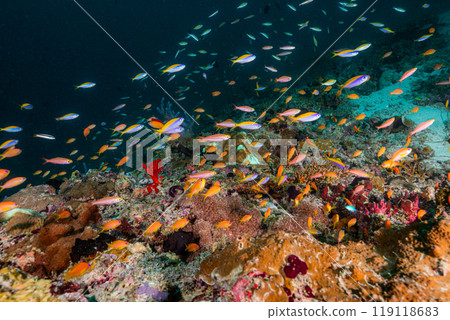 sparkle sparkle 119118683