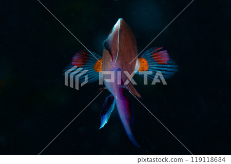 Spread your wings with all your might 119118684