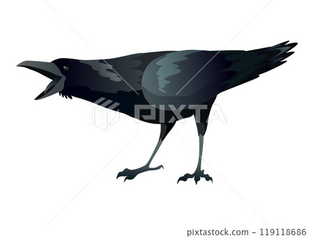 Raven. Silhouette Representing Bird Specie Captured in Moment of Flight and Resting 119118686