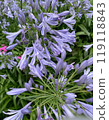Agapanthus flower 119118843