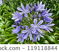 Agapanthus flower 119118844