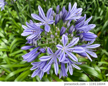 Agapanthus flower Agapanthus flower 119118844