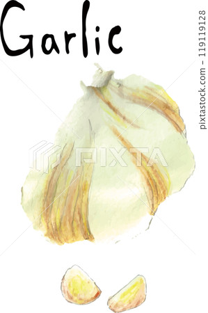 Garlic illustration drawn with colored pencils Garlic illustration drawn with colored pencils 119119128