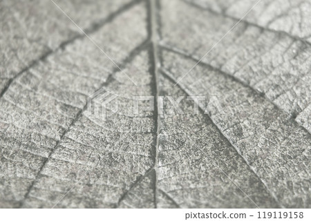 Close-up monochrome of the outer leaf and veins of a dried kiwi fruit Close-up monochrome of the outer leaf and veins of a dried kiwi fruit 119119158