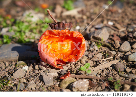 成熟的柿子被野鳥咬了 成熟的柿子被野鳥咬了 119119170