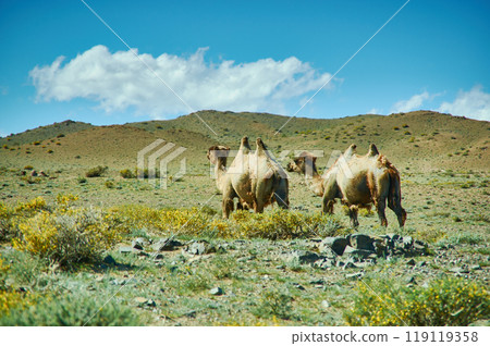 Typical Mongolian landscape wild camels Typical Mongolian landscape wild camels 119119358