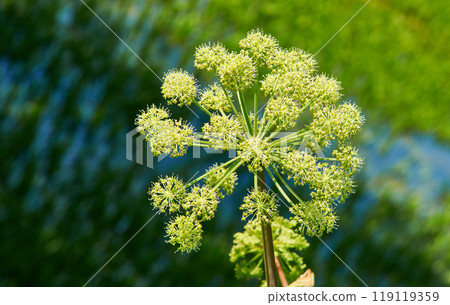 Norwegian angelica 119119359