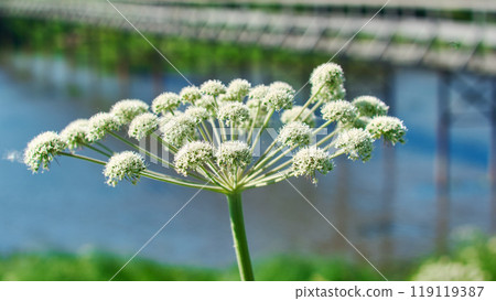 Angelica plan, umbelliferae bloom Angelica plan, umbelliferae bloom 119119387