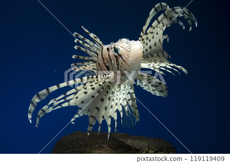Lionfish, Scorpionfish, Lionfish, Poisonous Fish 119119409