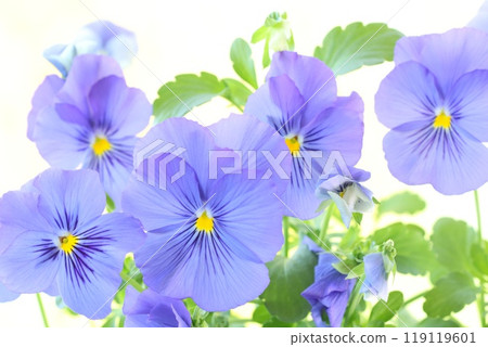 Pansies, blue-purple flowers, violets, light background 119119601