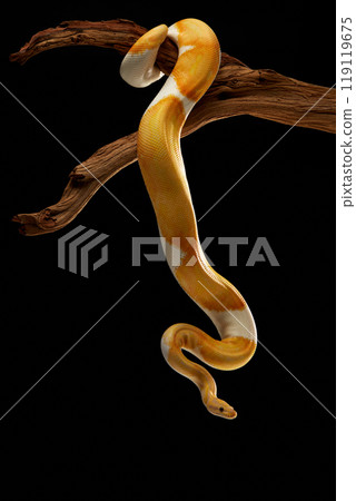 snake, animal, nature, reptile, wildlife, tree, dark 119119675