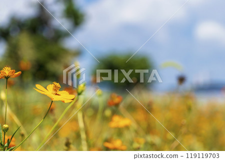 Yellow flowers blooming in the field 119119703