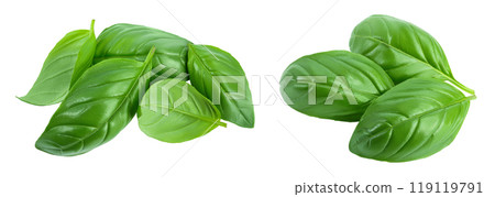 Fresh basil leaf isolated on white background with full depth of field 119119791