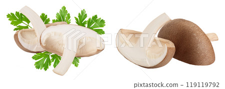 Fresh Shiitake mushroom isolated on white background with full depth of field. 119119792