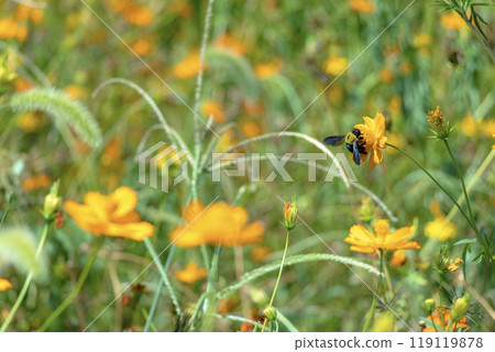 Yellow flower field and carpenter bee 119119878