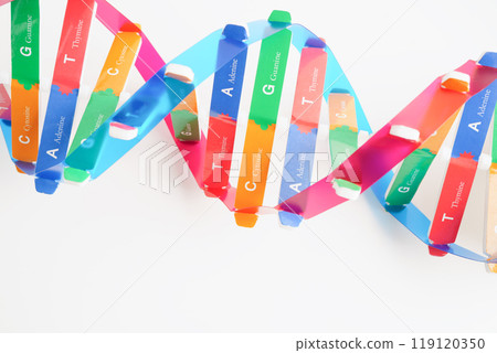 DNA molecule spiral structure model isolated on white background, chromosome and gene chemical science biology. DNA molecule spiral structure model isolated on white background, chromosome and gene chemical science biology. 119120350