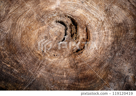 Cross section and annual rings of a tree 119120419