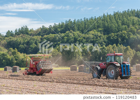 [Furano City: Onion harvest and tractor] 119120483