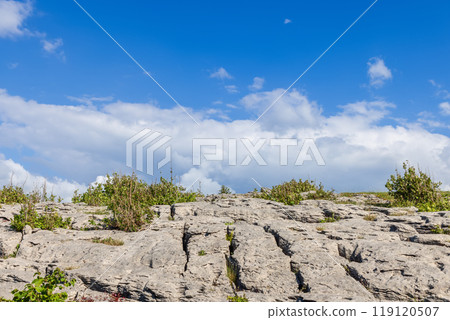 Limestone rocks in Burren with green plants and cracks contrasting with fluffy clouds and blue sky 119120507
