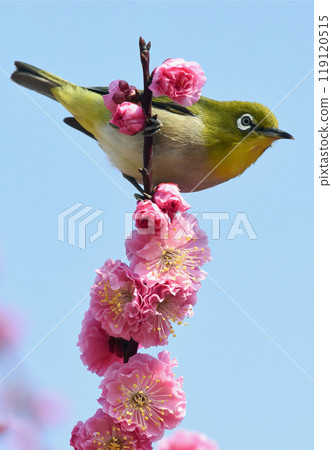 White-eye in the red plum blossoms in full bloom (dynamic image) (spring image) 119120515
