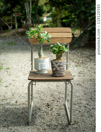 花園 adenium (Obesum Venus arabicum) 119120593