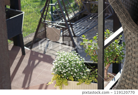 Plant with white flowers in wicker pot on patio in summer. Swing in backyard on sunny day. Deck board flooring. Plant with white flowers in wicker pot on patio in summer. Swing in backyard on sunny day. Deck board flooring. 119120770