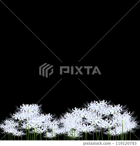 白色簇狀孤挺花 119120783