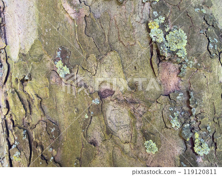 Abstract background. Structure of old tree bark Abstract background. Structure of old tree bark 119120811