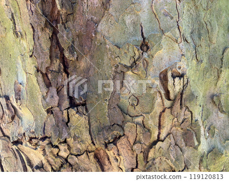 Abstract background. Structure of old tree bark 119120813
