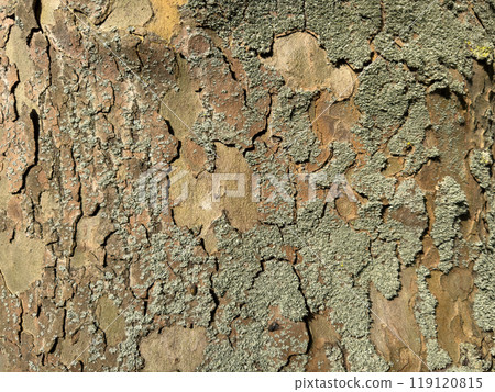 Abstract background. Structure of old tree bark Abstract background. Structure of old tree bark 119120815