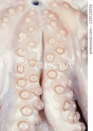 Whole frozen octopus. Whole frozen octopus. 119120856