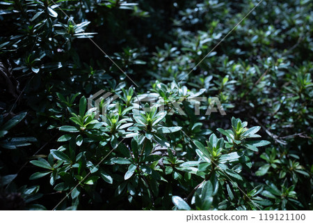 Green, green, green (close-up of azalea) Green, green, green (close-up of azalea) 119121100